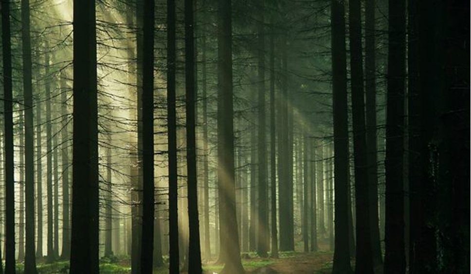 3 Haunted Forests You Wouldn&rsquo;t Dare Go To