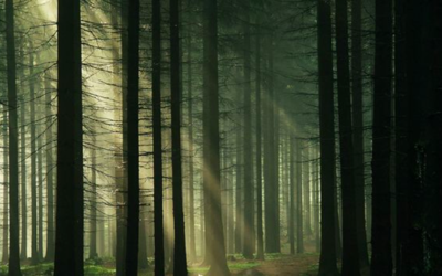 3 Haunted Forests You Wouldn&rsquo;t Dare Go To