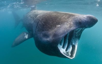 5 of the World&rsquo;s Weirdest Animals