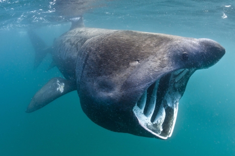 5 of the World’s Weirdest Animals