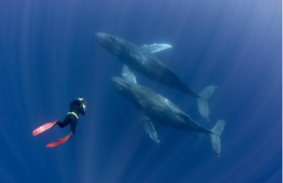 Whale Snorkeling underwater sports 