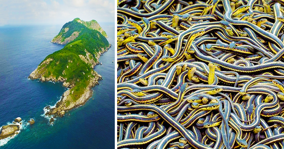 The Snake Island, Brazil