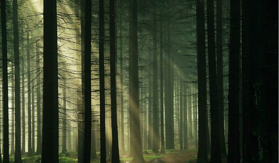 3 Haunted Forests You Wouldn’t Dare Go To