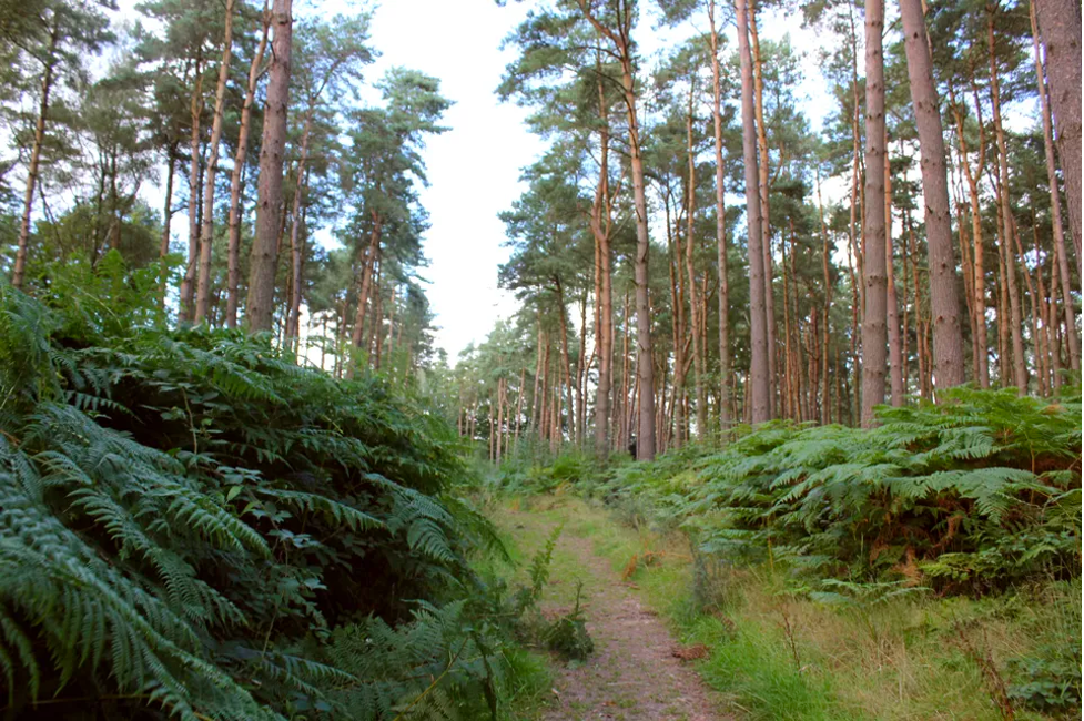 The Wychwood Forest.